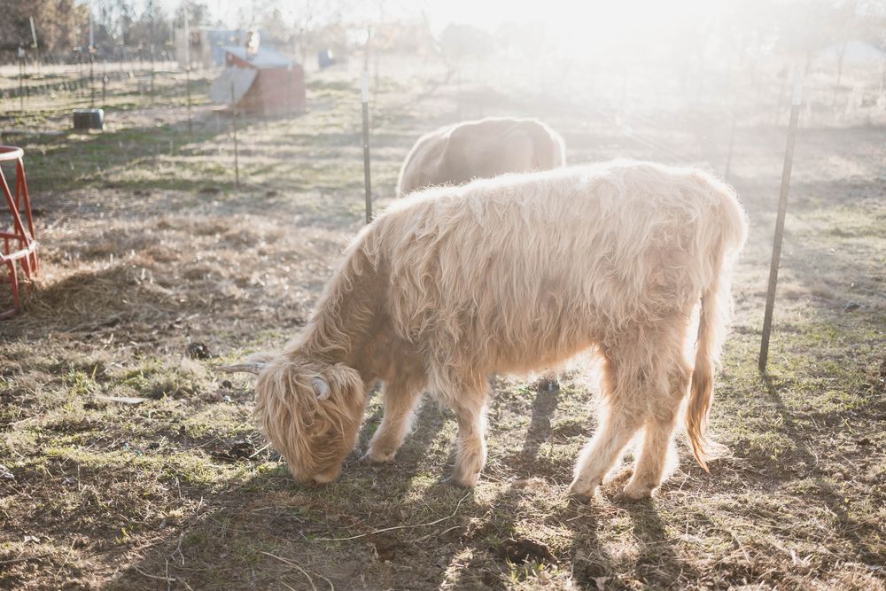 A shaggy Highland cow grazing in early morning light on Gooseberry Bridge Farm.