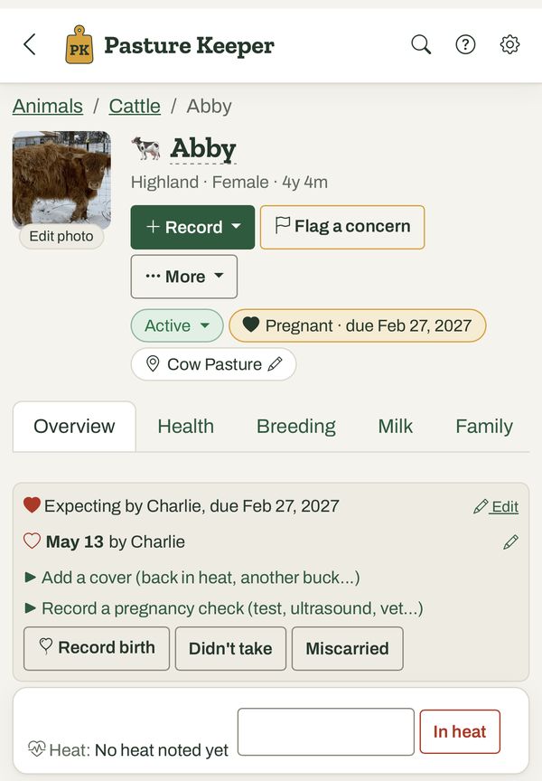 Abby, a Highland cow, expecting by Charlie with a due date of February 27.