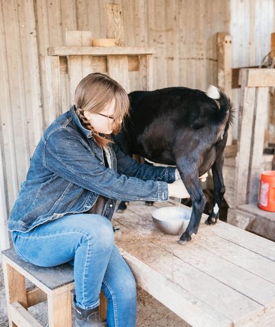 Our oldest daughter milking a black goat on the milk stand.