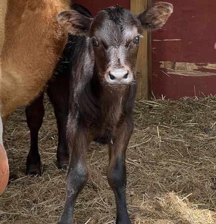 A young dark calf standing in straw beside its mother.