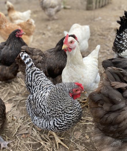 A mixed flock of hens, with a barred rock in front.
