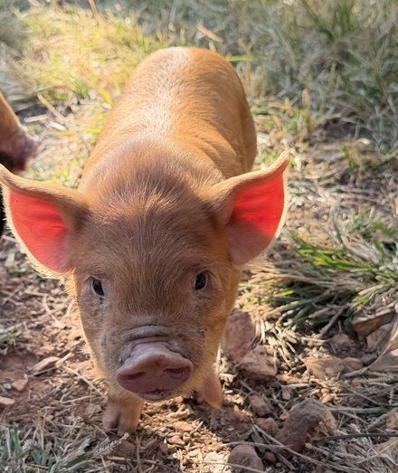 A ginger piglet looking straight at the camera.